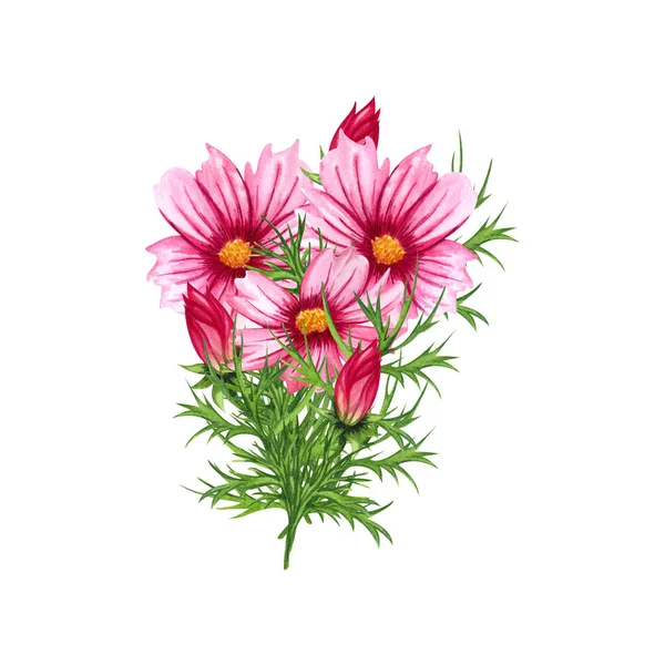 Watercolor Cosmos Flowers Bouquet Isolated White Background Hand Drawn Wildflower — Stock Fotó