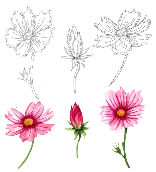 Watercolor Cosmos Flowers Collection Isolated White Background Hand Drawn Wildflower —  Fotos de Stock