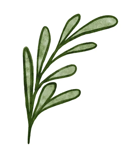 Akwarela Realistyczne Zielone Liście Gałązkach Ręcznie Malowane Ilustracja Botaniczna Izolowane — Zdjęcie stockowe