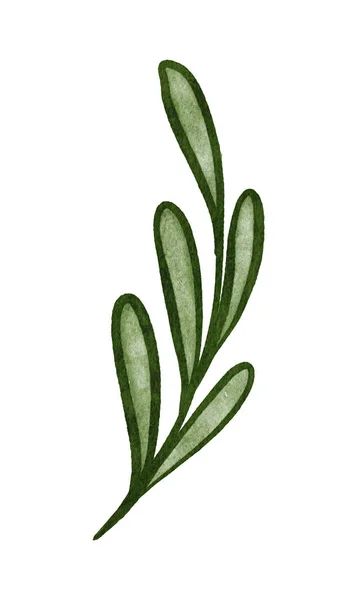 Akvarel Realistické Zelené Listy Větvičky Ručně Malované Botanické Ilustrace Izolované — Stock fotografie