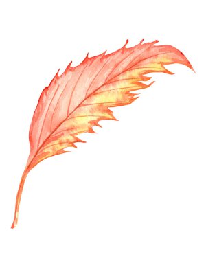 Parlak, renkli sonbahar yaprağı. Suluboya sonbahar çizimi.