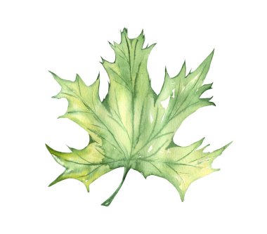 Parlak, renkli sonbahar yaprağı. Suluboya sonbahar çizimi.