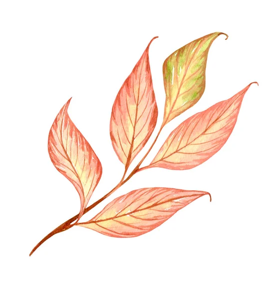 Bright Colorful Autumn Leaf Watercolor Fall Illustration — Stok fotoğraf