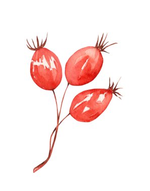 Watercolor autumn branches and berries. Fall decorative design isolated on white background. Red