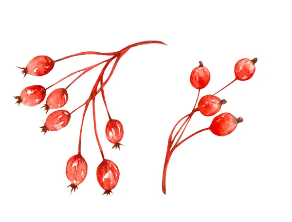 Watercolor Autumn Branches Berries Fall Decorative Design Isolated White Background — 스톡 사진