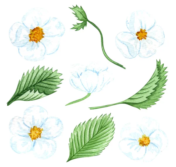 Watercolor Strawberry Flower Leaves Isolated White — Stok fotoğraf