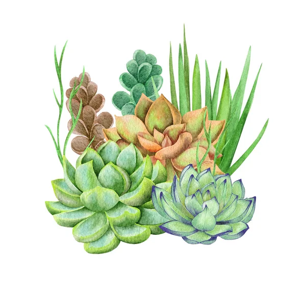 Akvarelové Sukulenty Zelená Kytice Ilustrační Botanická Malba — Stock fotografie