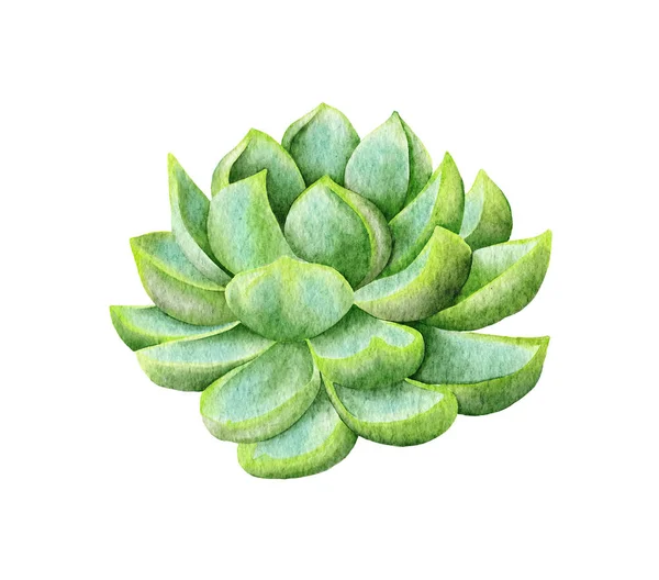 Watercolor Succulents Green Bouquet Houseplant Illustration Botanical Painting — Stockfoto
