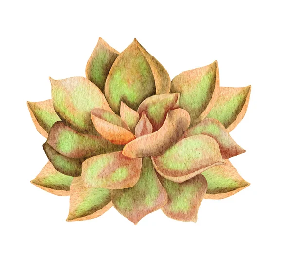 Watercolor Succulents Green Bouquet Houseplant Illustration Botanical Painting — Foto Stock