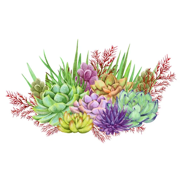 Watercolor succulents, green bouquet, houseplant illustration, botanical painting