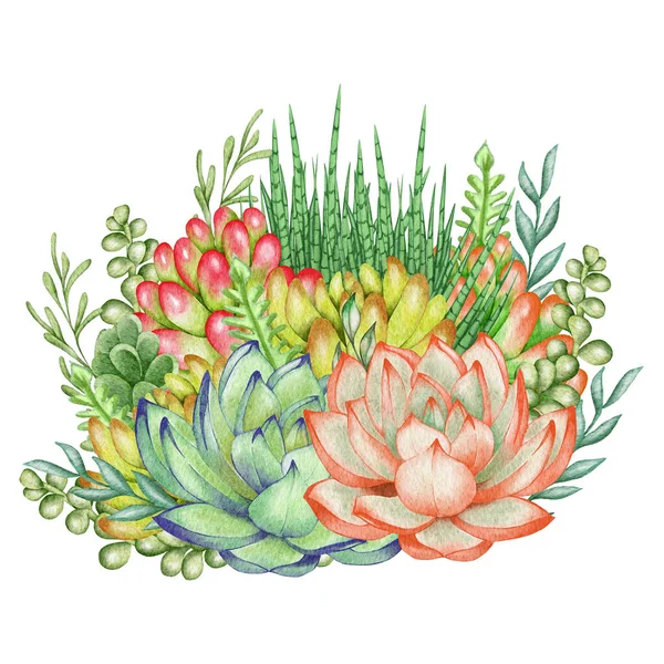 Watercolor Succulents Green Bouquet Houseplant Illustration Botanical Painting — Stockfoto