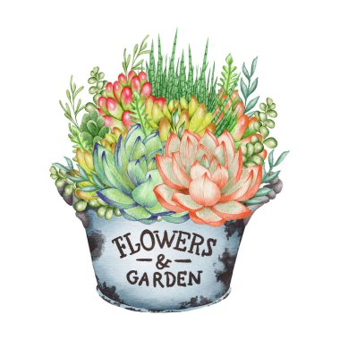 Watercolor succulents, green bouquet, houseplant illustration, botanical painting