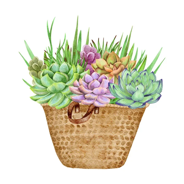 Watercolor Succulents Green Bouquet Houseplant Illustration Botanical Painting — Stock Fotó