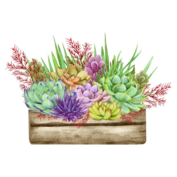 Watercolor Succulents Green Bouquet Houseplant Illustration Botanical Painting — Stok fotoğraf
