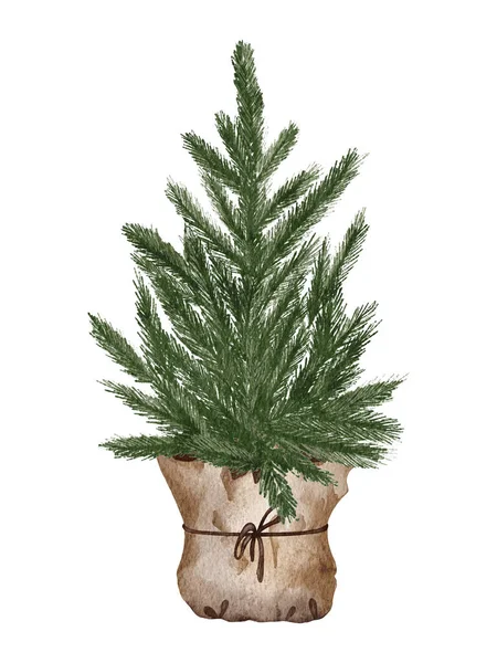 Evergreen Pine Tree Rustic Pot Christmas Lights Pine Cone Firry —  Fotos de Stock