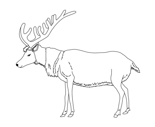 Wild Reindeer Outline Animal Coloring Vector Illustration — Stock Vector