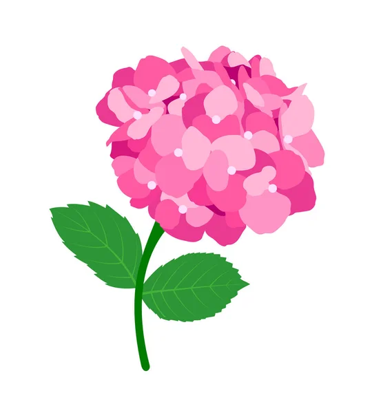 Bonita Flor Hortensia Rosa Flor Rosa Hortensia Floreciendo Primavera Verano — Vector de stock
