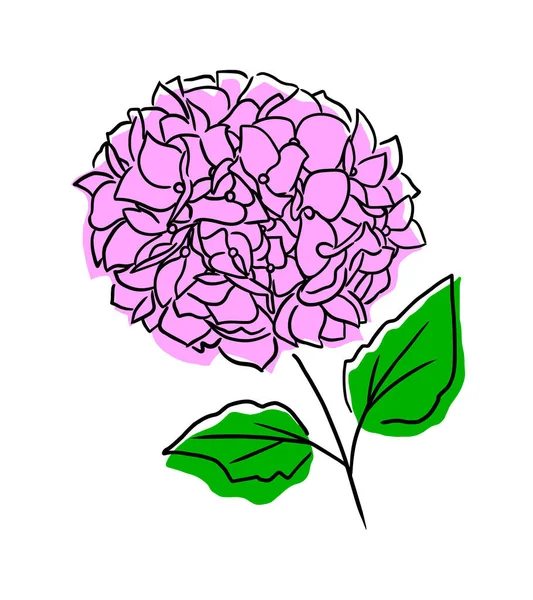 Pink Hydrangea Flower Pink Flower Hortensia Blooming Spring Summer Vector — ストックベクタ