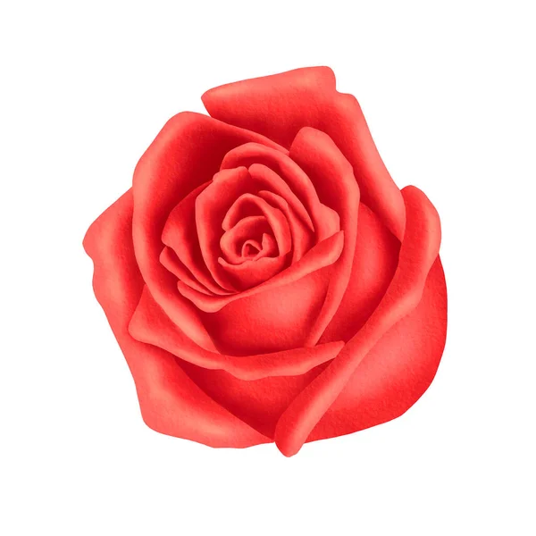 Rosa Acuarela Dibujada Mano Ilustración Flor Para Tarjeta Felicitación Primavera — Foto de Stock