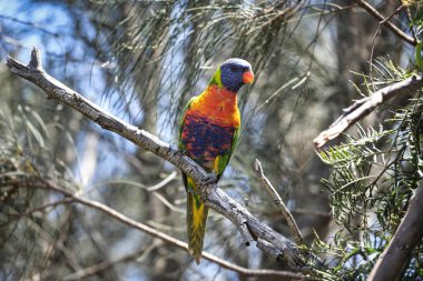 Gökkuşağı lorisi, Avustralya 'da ormanlık alanlarda bulunan bir papağan türüdür.