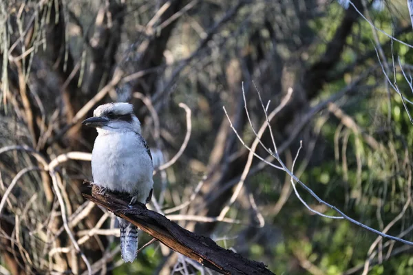 Kookaburra австралийский родной птицы, Виктория в дикой природе — стоковое фото