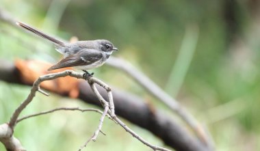 Ağacın dalında oturan Avustralya Gri Fantail 'i