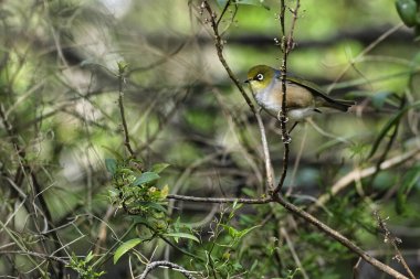Balmumu Göz veya Gümüş Gözlü Kuş yiyecek arıyor.