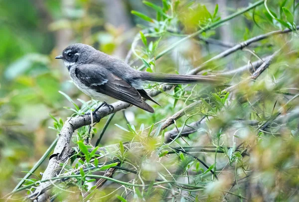 Australian Grey Fantail na árvore sentou-se em um ramo — Fotografia de Stock