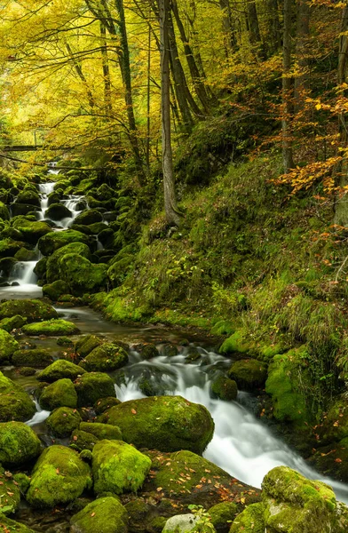 Muchas Rocas Cubiertas Musgo Pequeño Arroyo Montaña Exuberante Bosque Verde — Foto de Stock