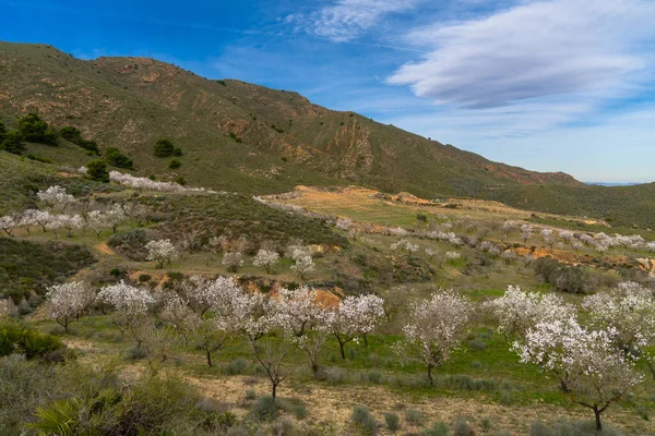 Vista Muchos Almendros Floreciendo Huerto Almendros Plantación Las Colinas Del — Foto de Stock