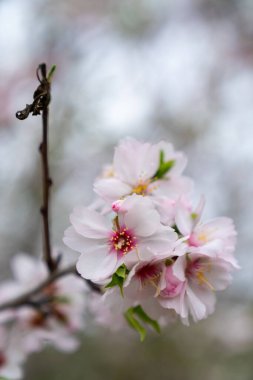 Pembe ve beyaz badem çiçeklerinin seçici odak noktası