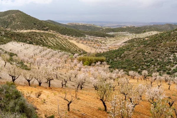Drzewa Migdałowe Kwitnące Sadzie Migdałów Plantacji Południowej Hiszpanii — Zdjęcie stockowe