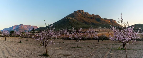 Panorama Landscape Mountains Hills Almond Orchards Fig Plantations — Stock Photo, Image