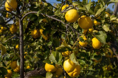 Sağlıklı bir limon ağacının dallarından sarkan ve olgunlaşan bir sürü organik limon mavi gökyüzünün altında.