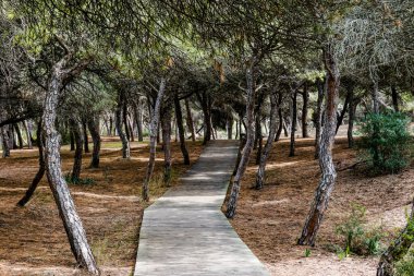 Tahta kaldırım Rota 'daki ünlü bukalemun ormanına doğru gidiyor.
