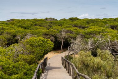 Tahta kaldırım Rota 'daki ünlü bukalemun ormanına doğru gidiyor.