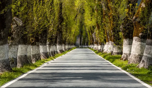 Uma Pitoresca Estrada Sertaneja Forrada Com Árvores Altas Cor Verde — Fotografia de Stock