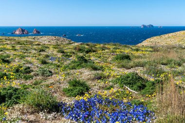 Baharda Berlenga Grande Adası 'nda mavi okyanus ve renkli kır çiçekleri olan tepeler