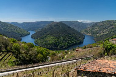 Galiçya 'da tipik üzüm bağları olan Minho Nehri manzarası