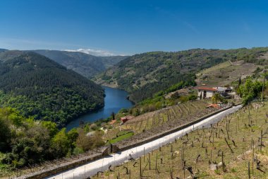 San Mamede, İspanya - 15 Nisan 2022: Galiçya 'da tipik üzüm bağları olan Minho Nehri