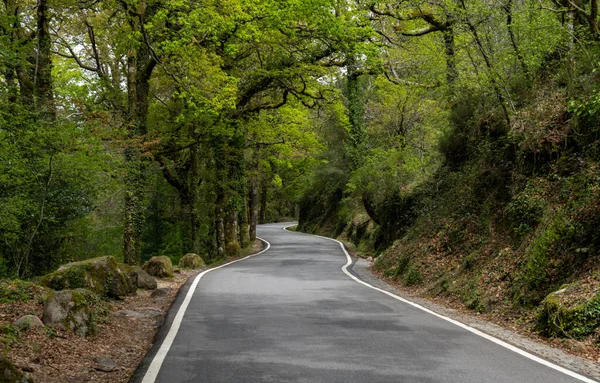 Una Strada Campagna Sinuosa Che Attraversa Una Fitta Foresta Verde — Foto Stock