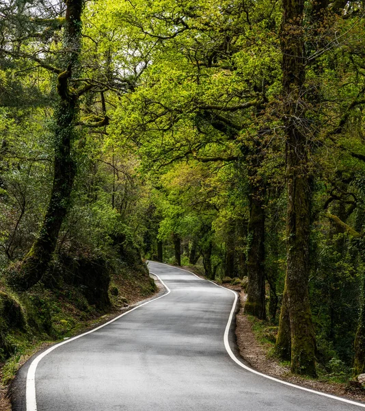 Curvy Country Road Leading Dense Green Springtime Forest — Foto de Stock