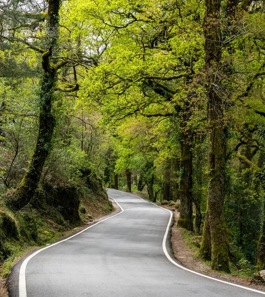 Curvy Country Road Leading Dense Green Springtime Forest — Foto de Stock