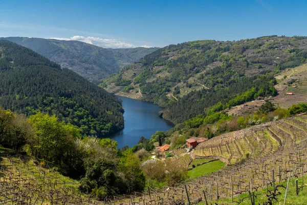 San Mamede, İspanya - 15 Nisan 2022: Galiçya 'da tipik üzüm bağları olan Minho Nehri