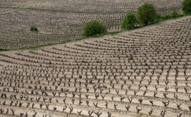 Kuzey İspanya 'da La Rioja' nın yamaçlarındaki üzüm bağlarının olduğu kahverengi tarlaların manzarası.