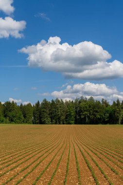 Taze ekilmiş bir çiftlik alanının dikey görüntüsü. Arka planda ormanlık yeşil fideler var. Mavi gökyüzünün altında beyaz bulutlar var.