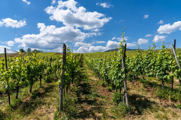 Viele Riesling Reben Einem Elsässischen Weinberg Unter Blauem Himmel Mit — Stockfoto