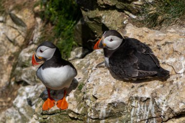 Yorkshire 'daki Bemtpon Kayalıkları Doğa Koruma Alanındaki Kuzey Atlantik Tabutları' nın yakın çekim görüntüsü