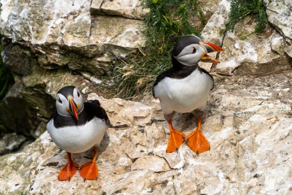 A close-up view of North Atlantic Puffins in their nesting grounds at Bemtpon Cliffs Nature Reserve in Yorkshire