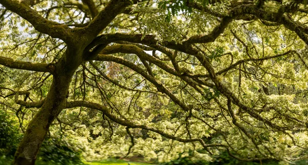 Soft Focus Panorama View Old Variegated Oak Many Branches — Stock Photo, Image